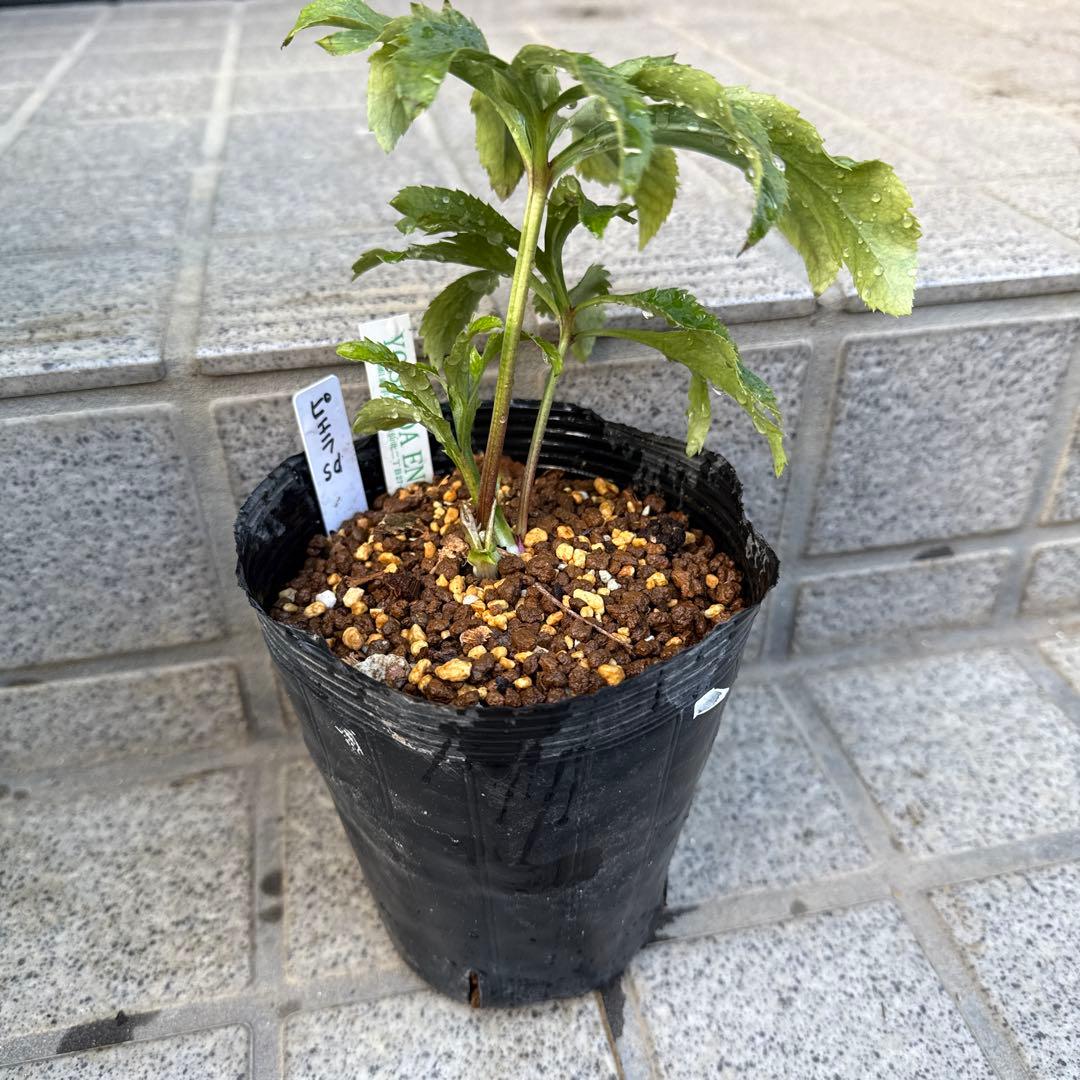 クリスマスローズ　吉田園芸ピエラセミダブル　未株分け 最終値下げ