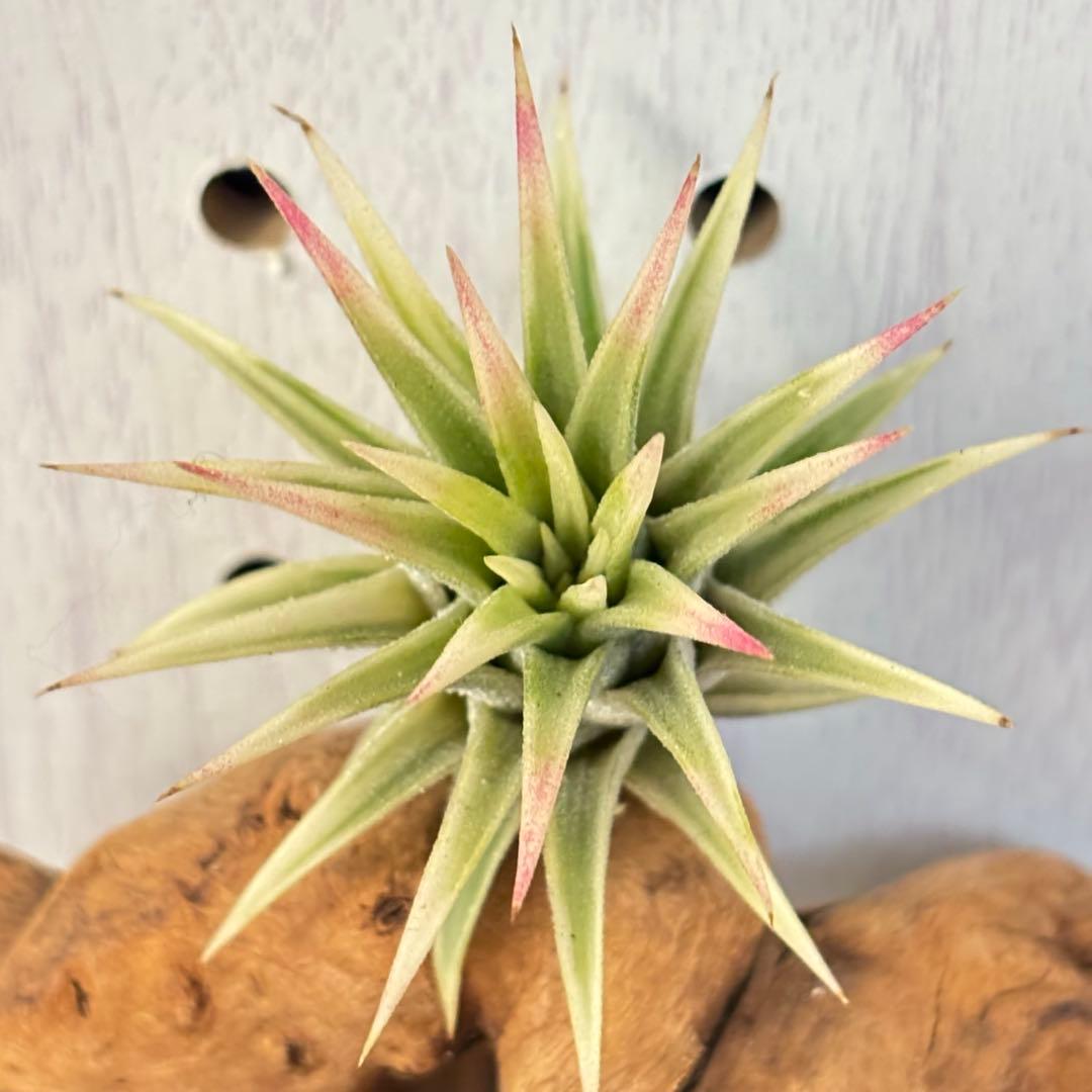 ★美斑★エアプランツ　チランジア　イオナンタ　アルボマージナータ