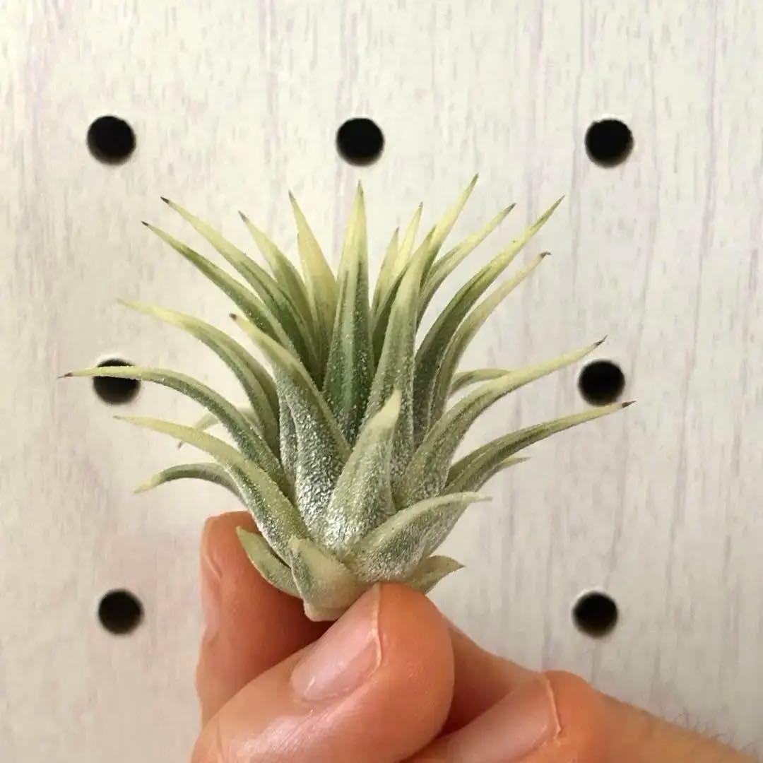 ★美斑★エアプランツ　チランジア　イオナンタ　アルボマージナータ