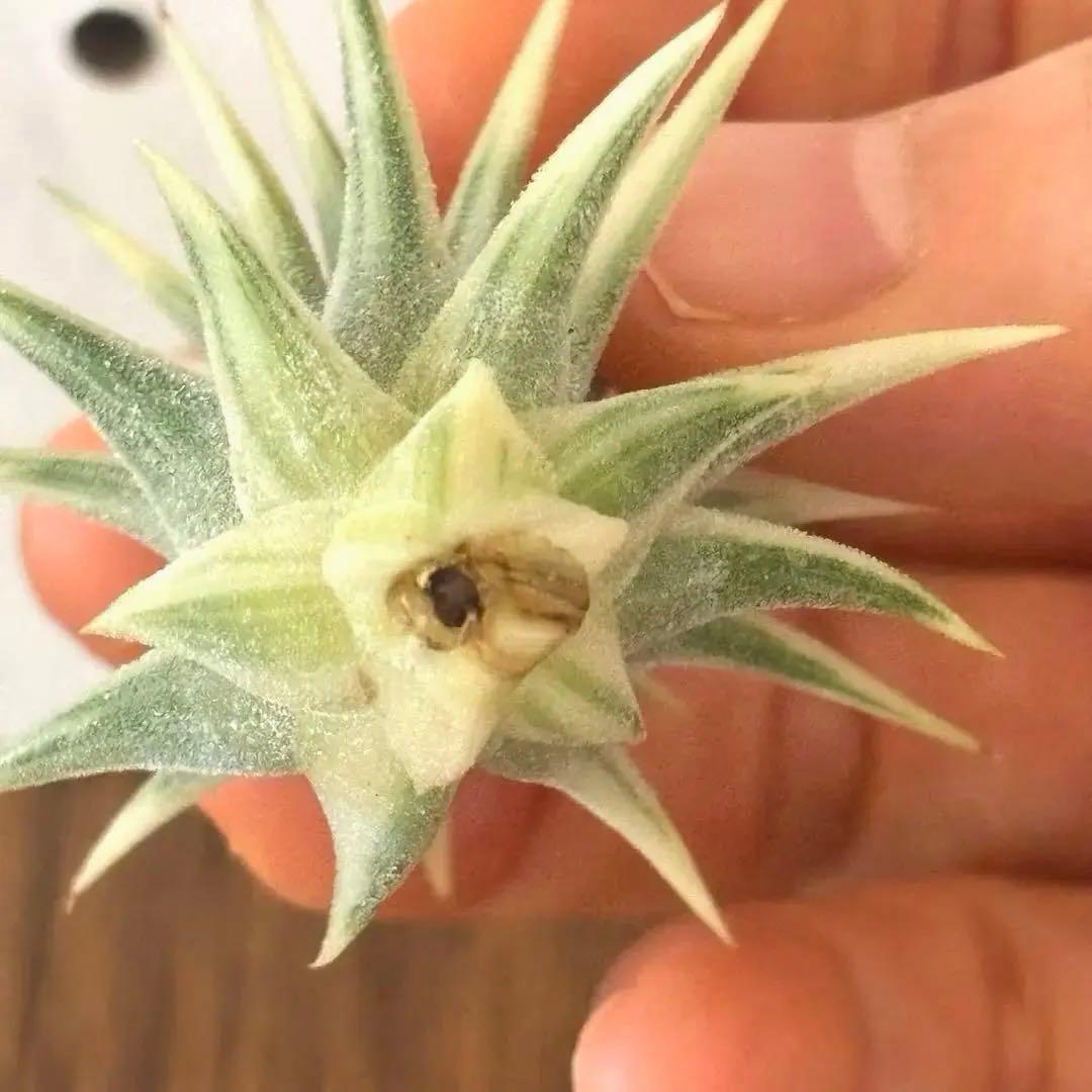 ★美斑★エアプランツ　チランジア　イオナンタ　アルボマージナータ