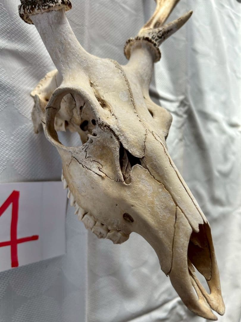 ④[1点もの] ハンティングトロフィー　鹿の角　頭蓋骨　日本鹿　スカル