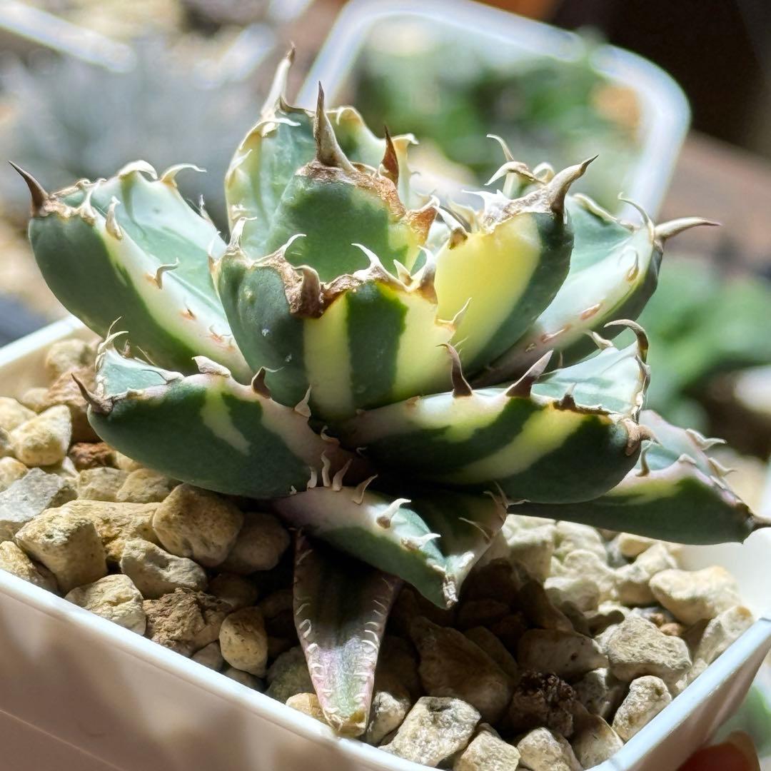 アガベ_姫厳竜錦 TC