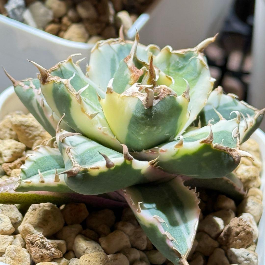 アガベ_姫厳竜錦 TC