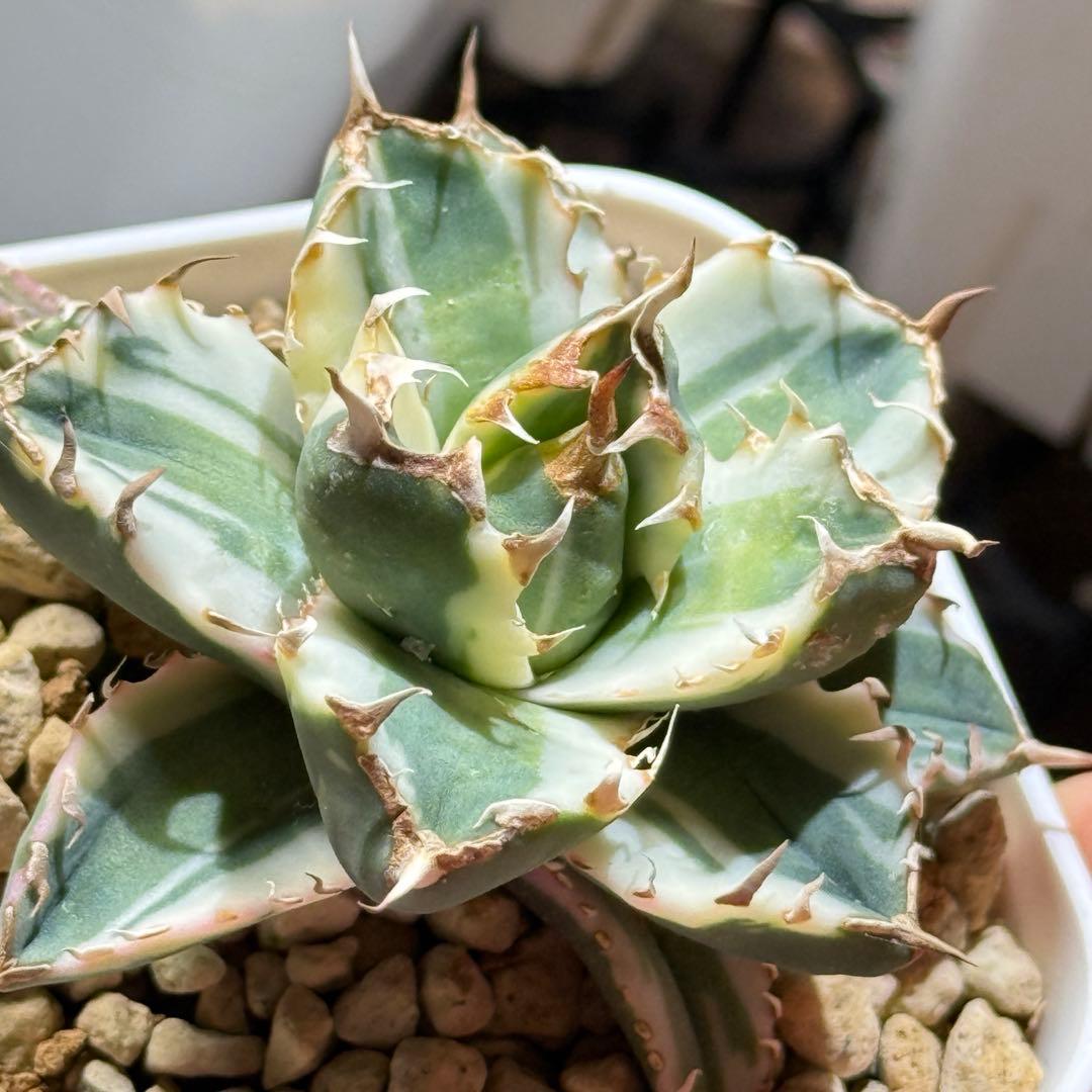 アガベ_姫厳竜錦 TC