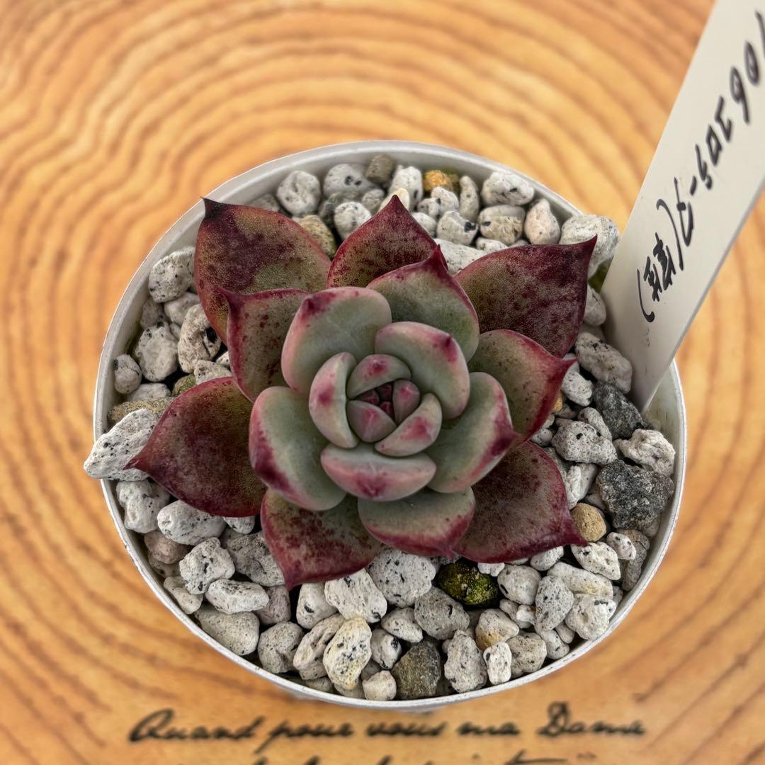 30.【札付き】106コロラータ 実生 Mさん苗 Mコロ 多肉植物 エケベリア