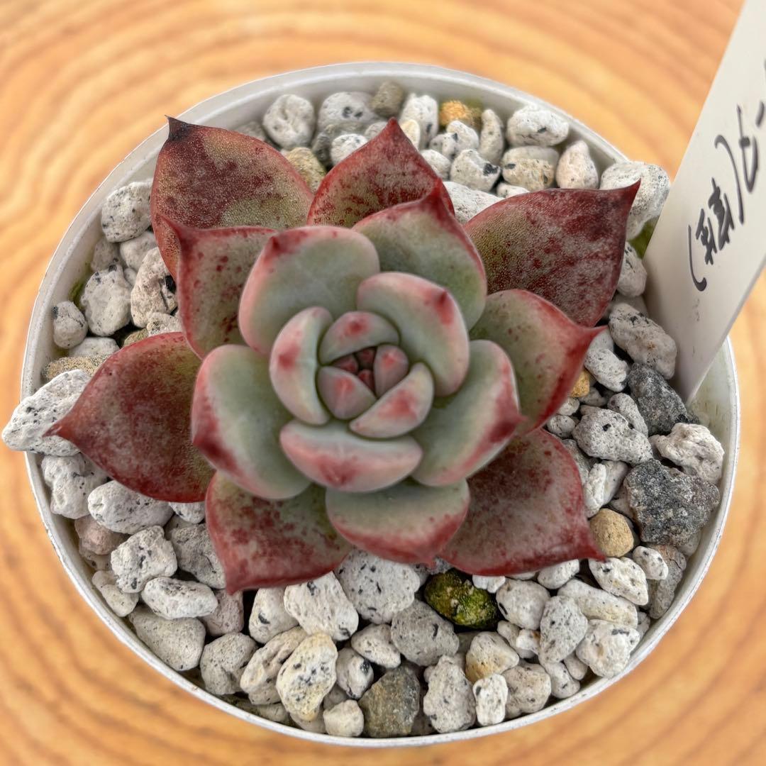 30.【札付き】106コロラータ 実生 Mさん苗 Mコロ 多肉植物 エケベリア