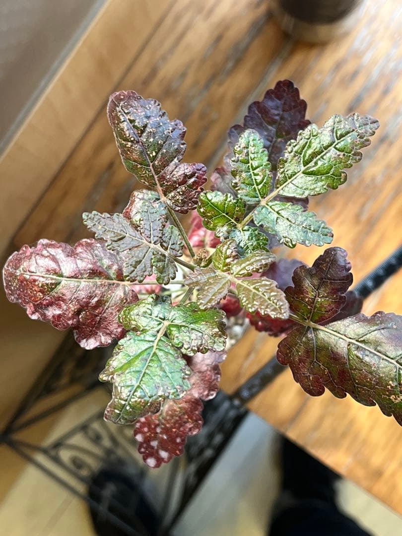 ボスウェリア　アメーロ