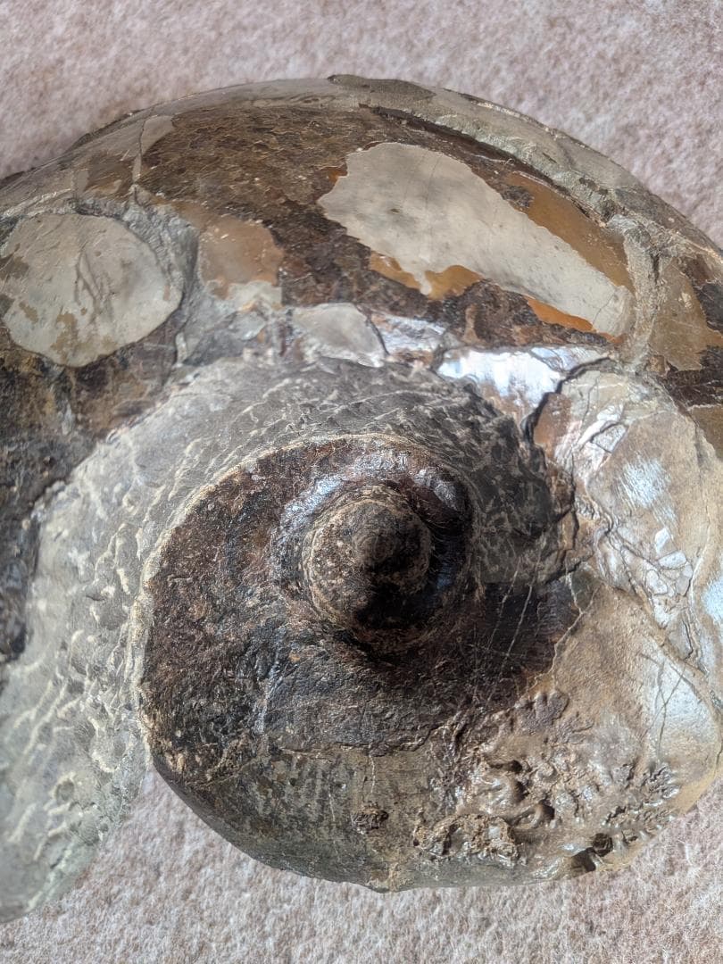 アンモナイト化石 27cm(290)