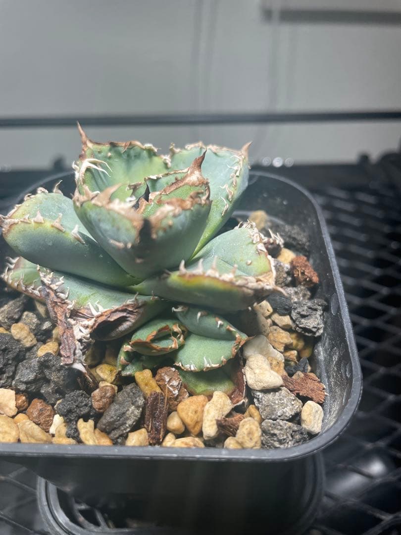 すいか様　確認用