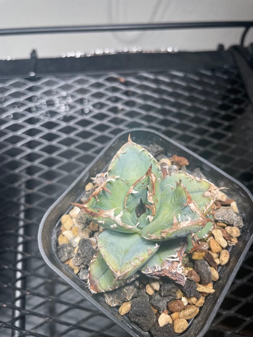 すいか様　確認用