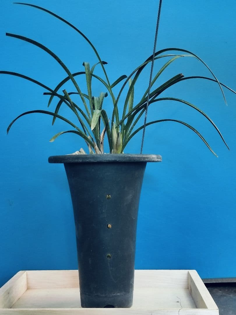 日本春蘭 銘品 万寿 紅花 ㉑