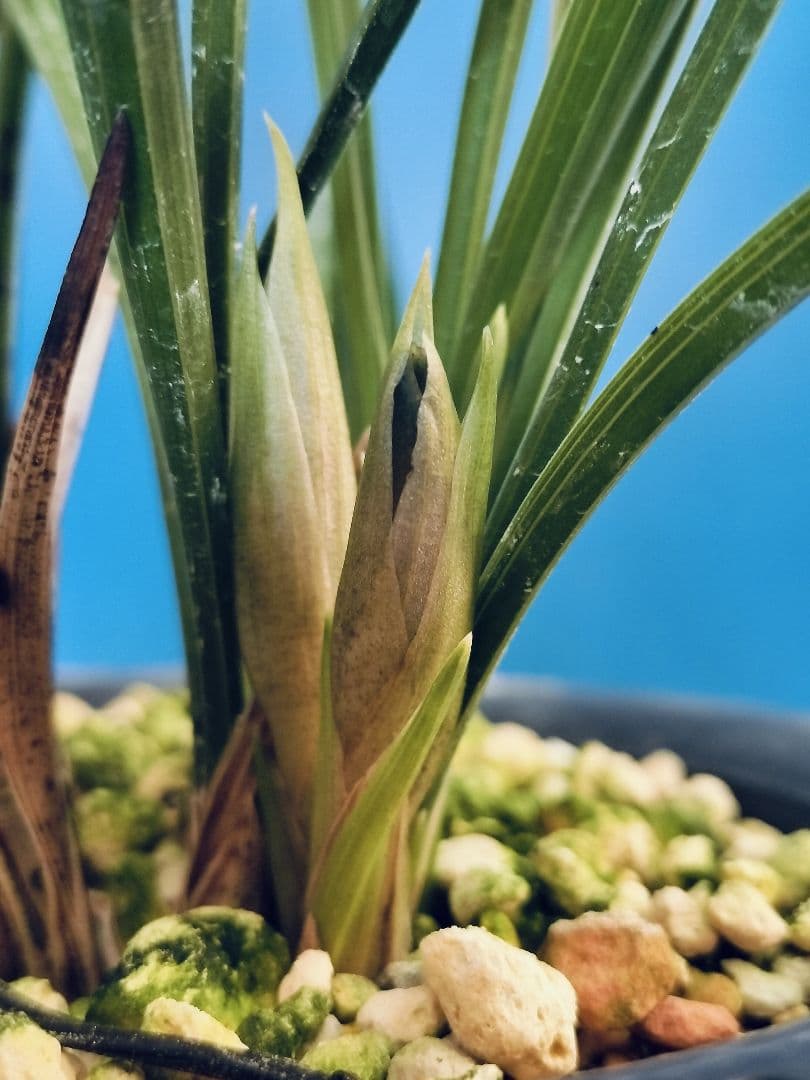 日本春蘭 銘品 万寿 紅花 ㉑