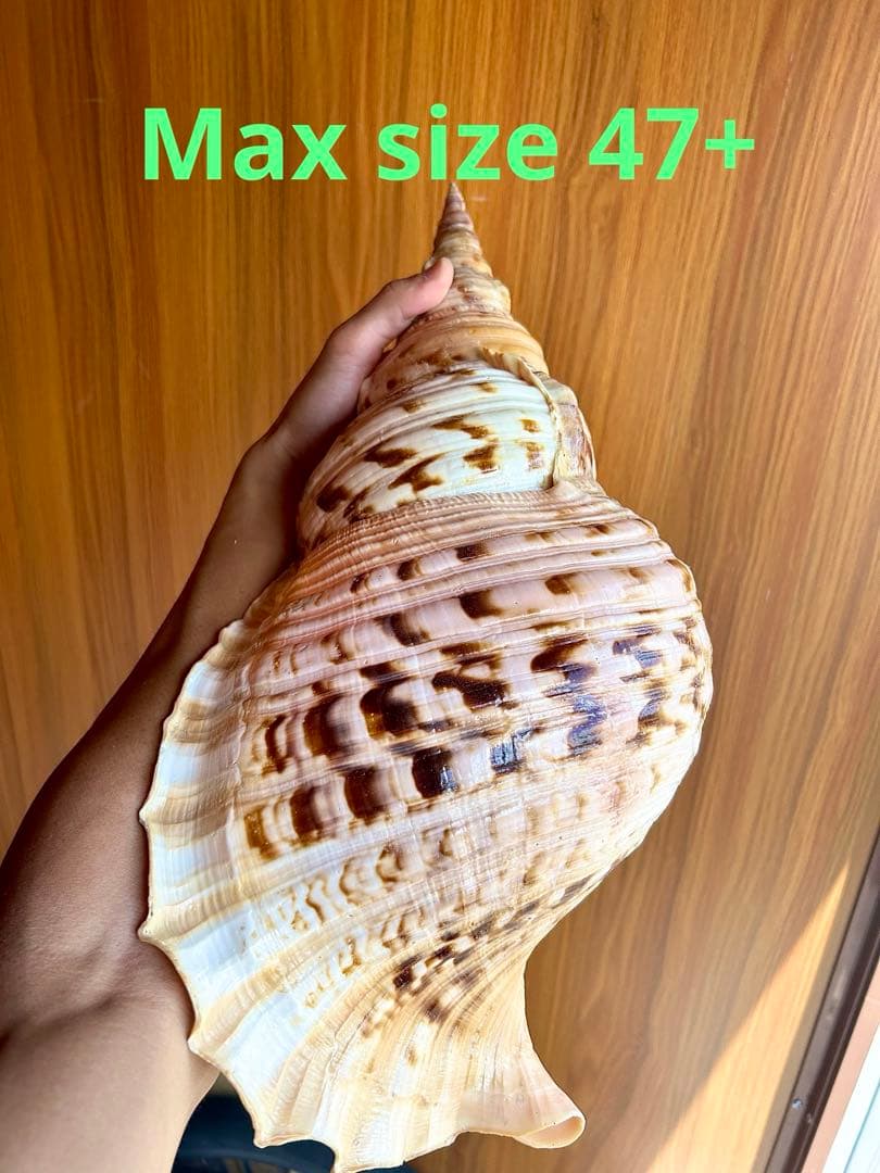 Max size 47cm+ 法螺貝 蓋付