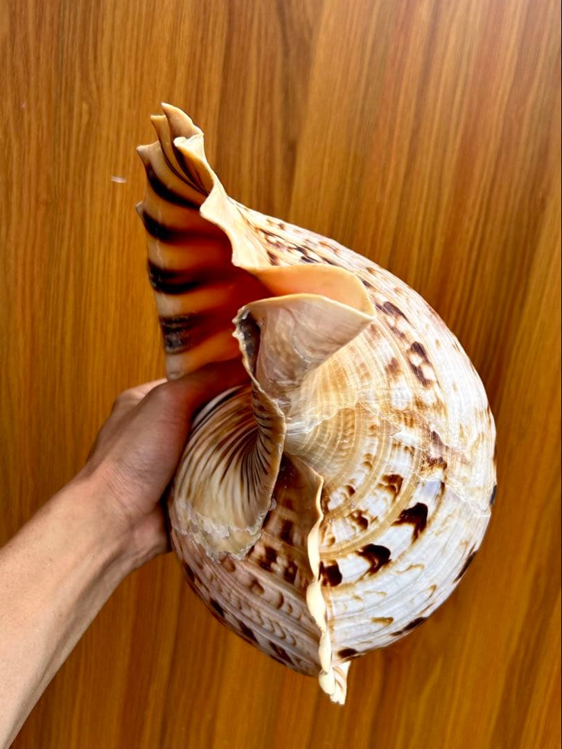 Max size 47cm+ 法螺貝 蓋付