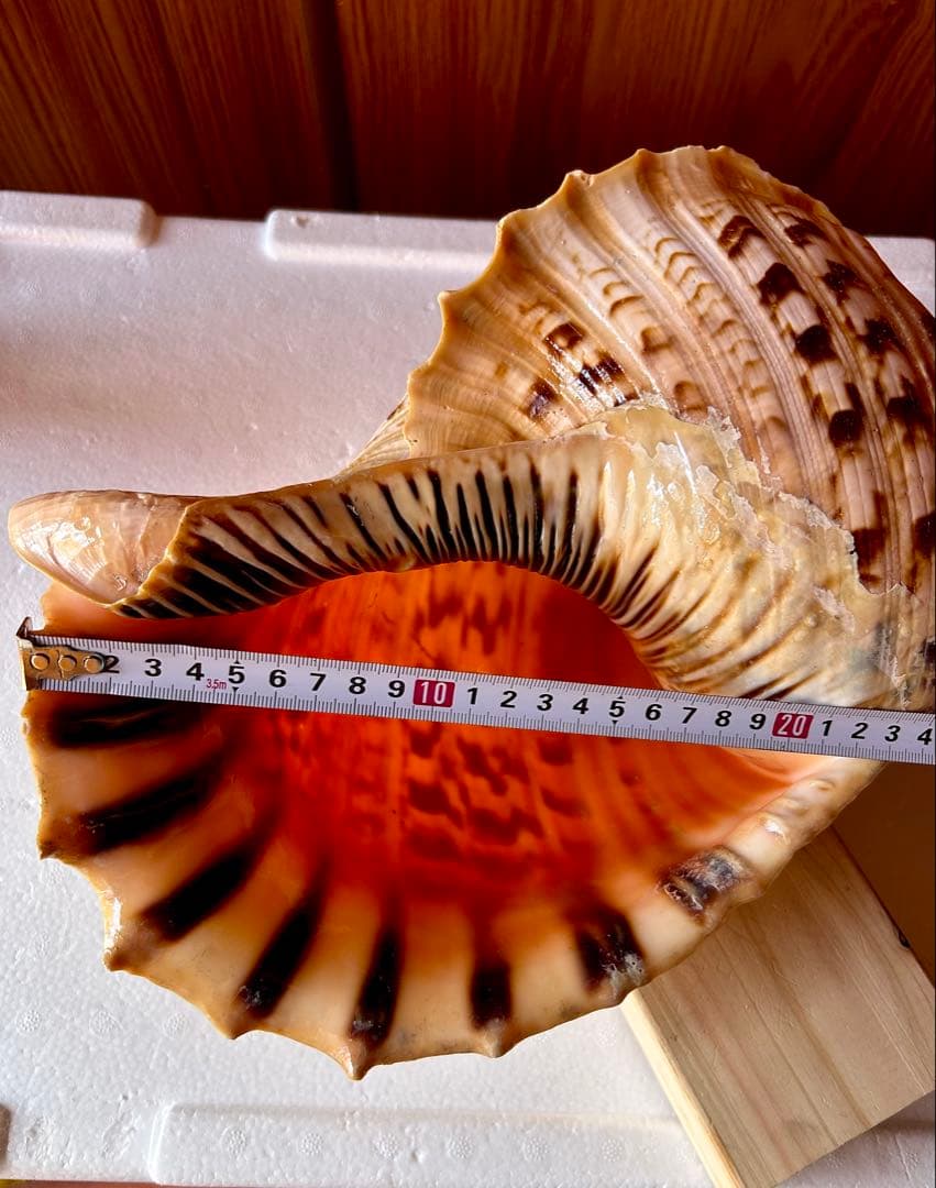 Max size 47cm+ 法螺貝 蓋付