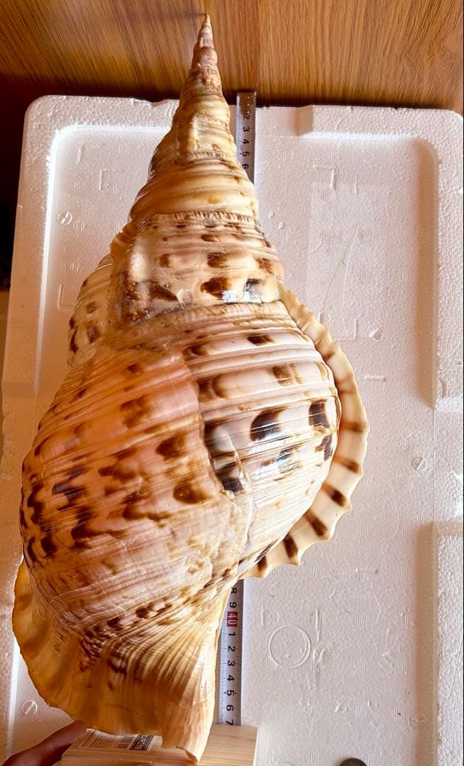 Max size 47cm+ 法螺貝 蓋付