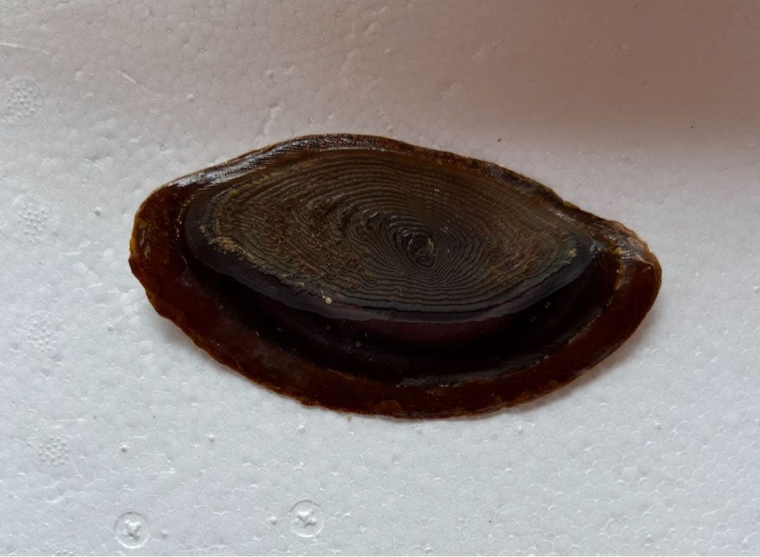 Max size 47cm+ 法螺貝 蓋付