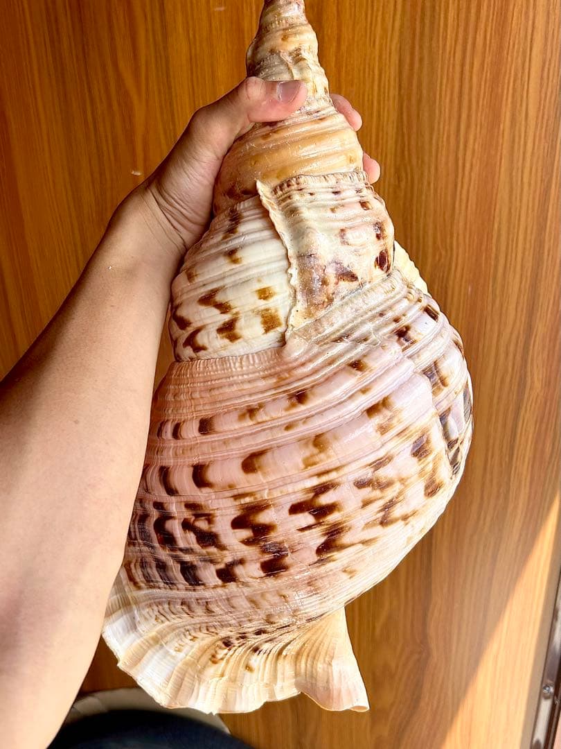 Max size 47cm+ 法螺貝 蓋付