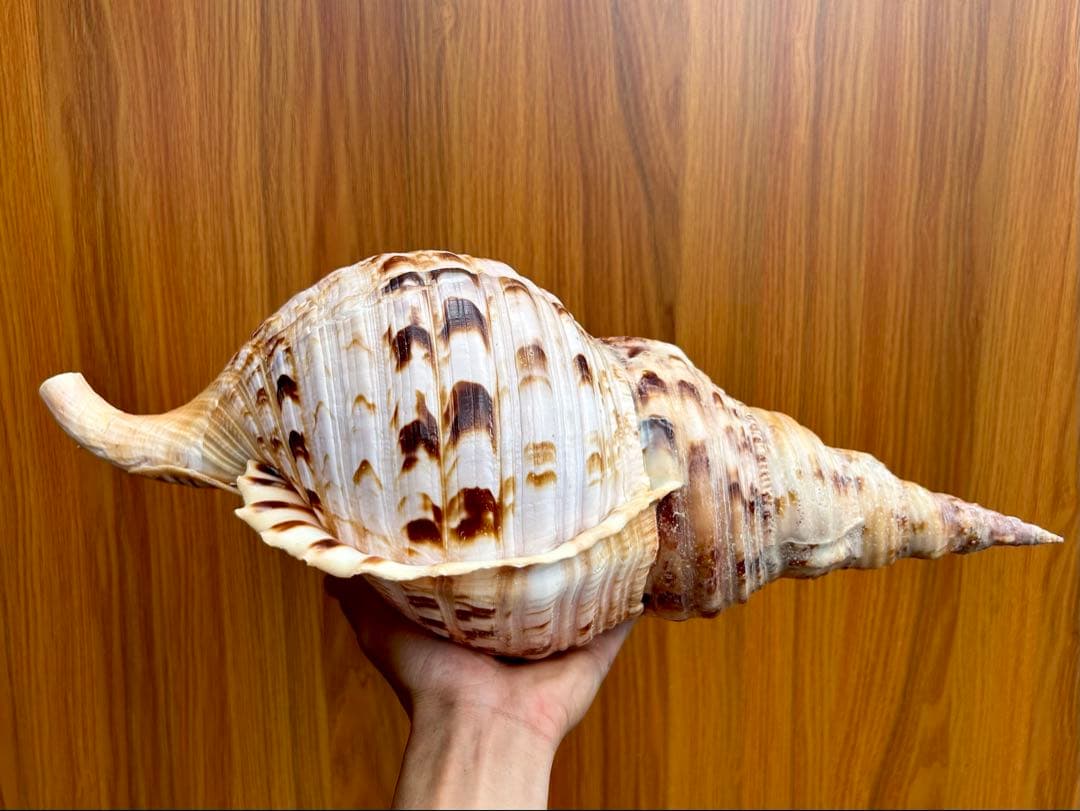 Max size 47cm+ 法螺貝 蓋付