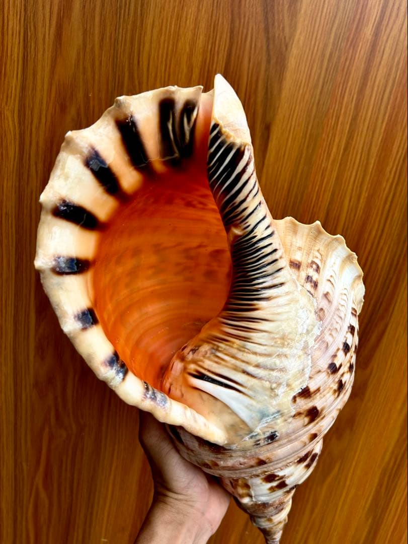 Max size 47cm+ 法螺貝 蓋付