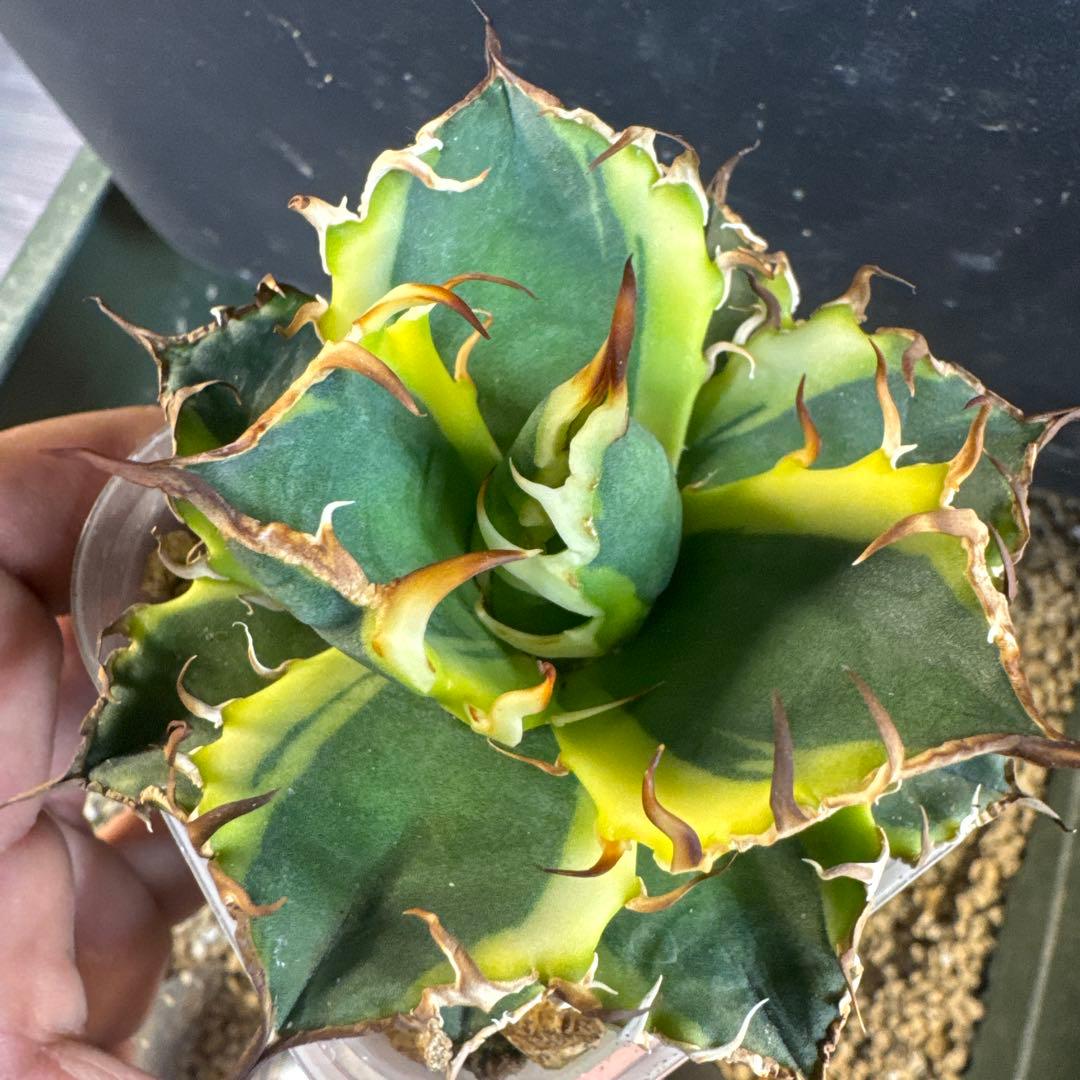 即決価格アガベ美形シーザー錦　黄覆輪　強棘