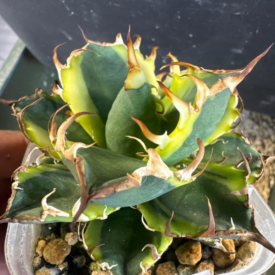 即決価格アガベ美形シーザー錦　黄覆輪　強棘