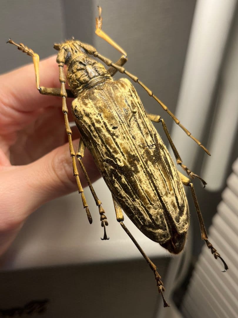 【ベロア感有】オオミヤマカミキリ♀ 標本 カミキリムシ Xixuthrus 天牛