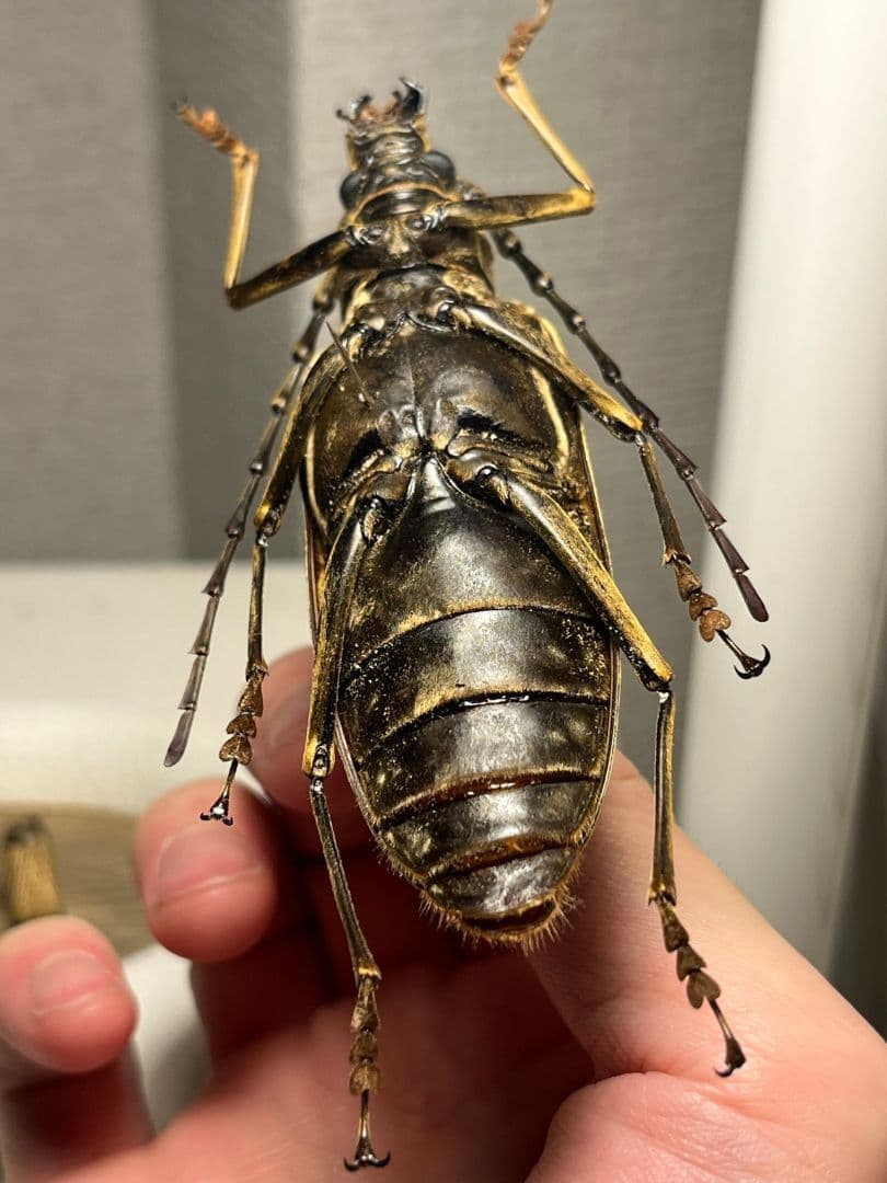 【ベロア感有】オオミヤマカミキリ♀ 標本 カミキリムシ Xixuthrus 天牛