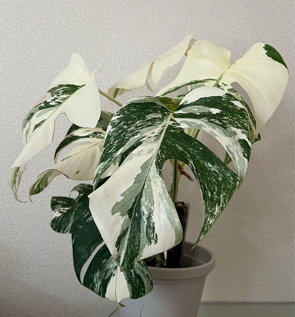 モンステラ　ボルシギアナ　ホワイトタイガー　極美斑入り　鉢付き