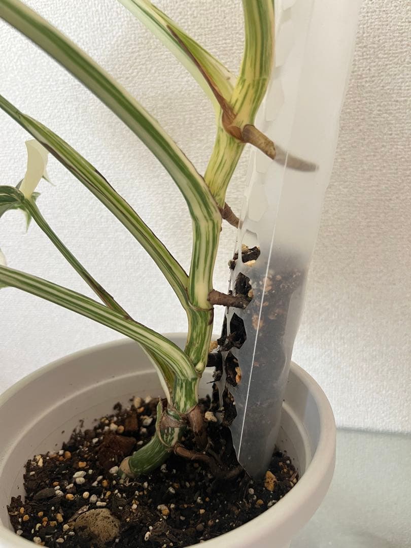 モンステラ　ボルシギアナ　ホワイトタイガー　極美斑入り　鉢付き