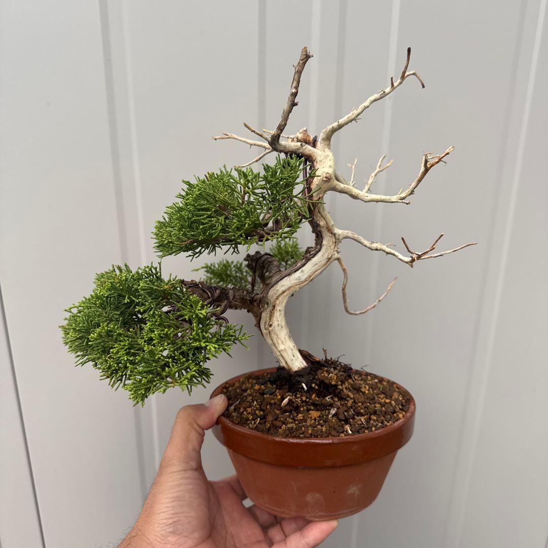 t*i様 盆栽 糸魚川真柏