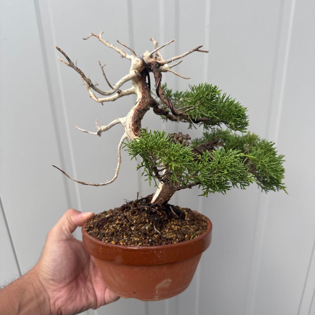 t*i様 盆栽 糸魚川真柏