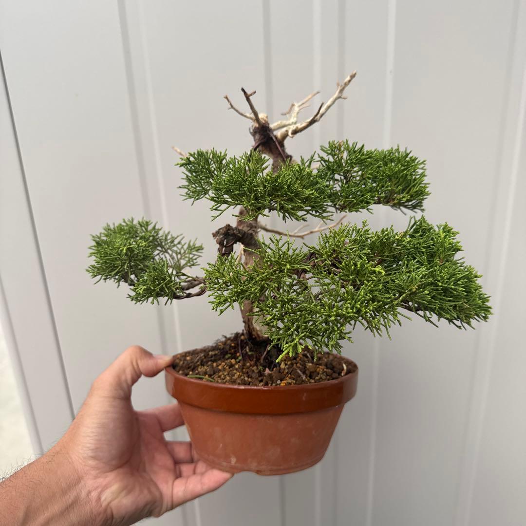 t*i様 盆栽 糸魚川真柏