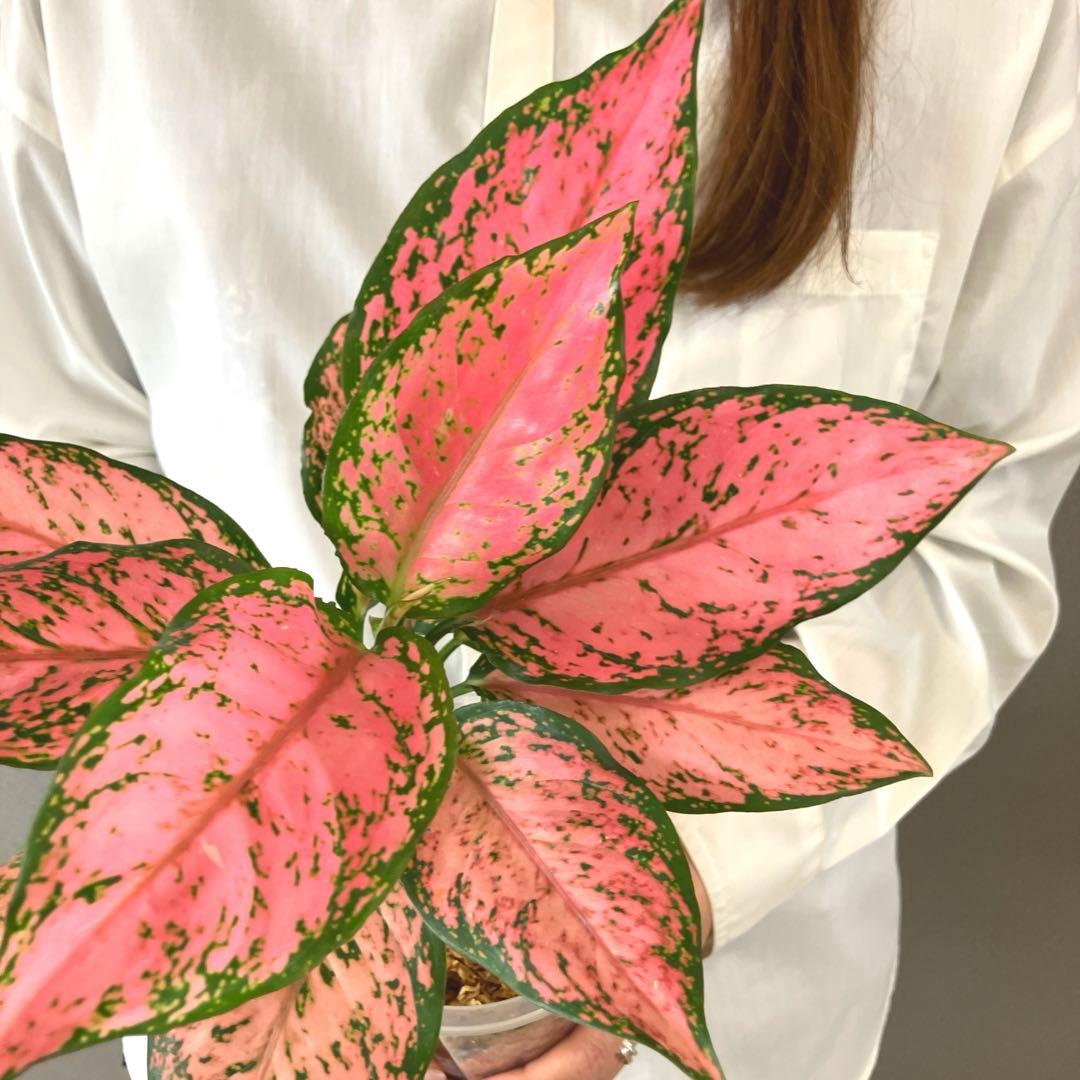 超希少❗️アグラオネマ　ピンクマルーン \"Pink Maroon\"✨