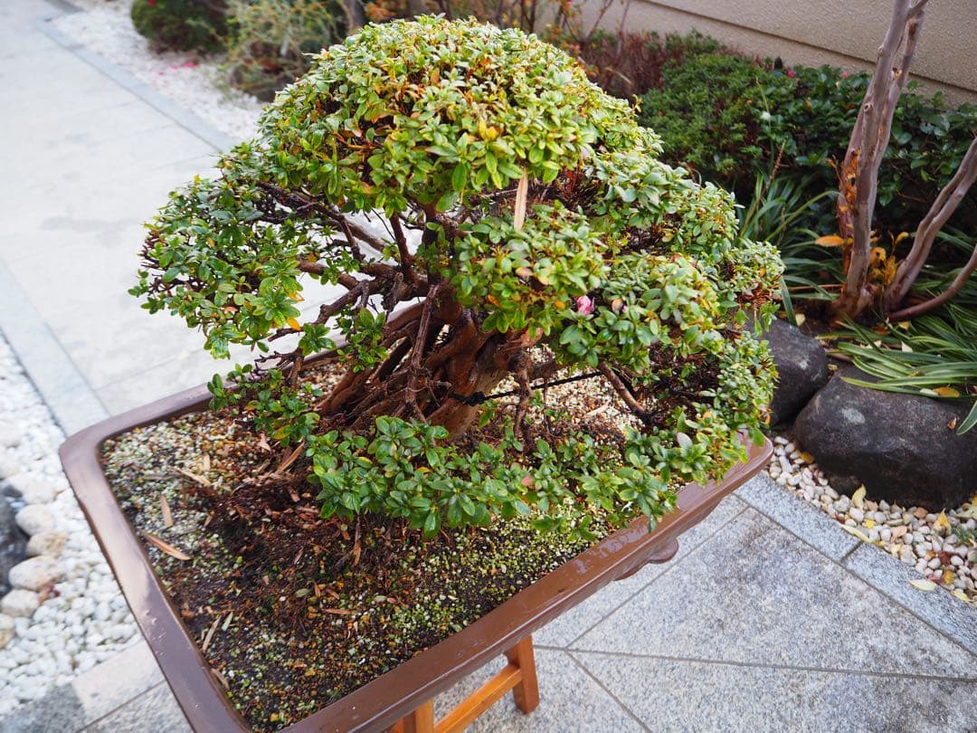 入手困難　皐月盆栽　樹齢60年