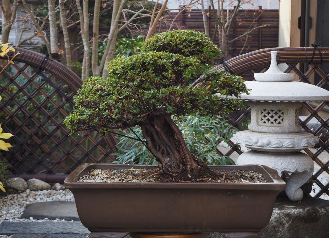 入手困難　皐月盆栽　樹齢60年