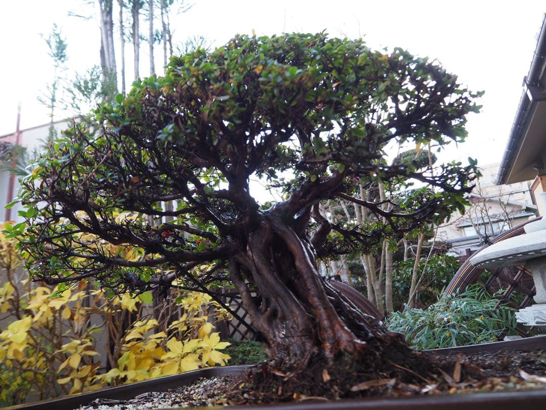 入手困難　皐月盆栽　樹齢60年