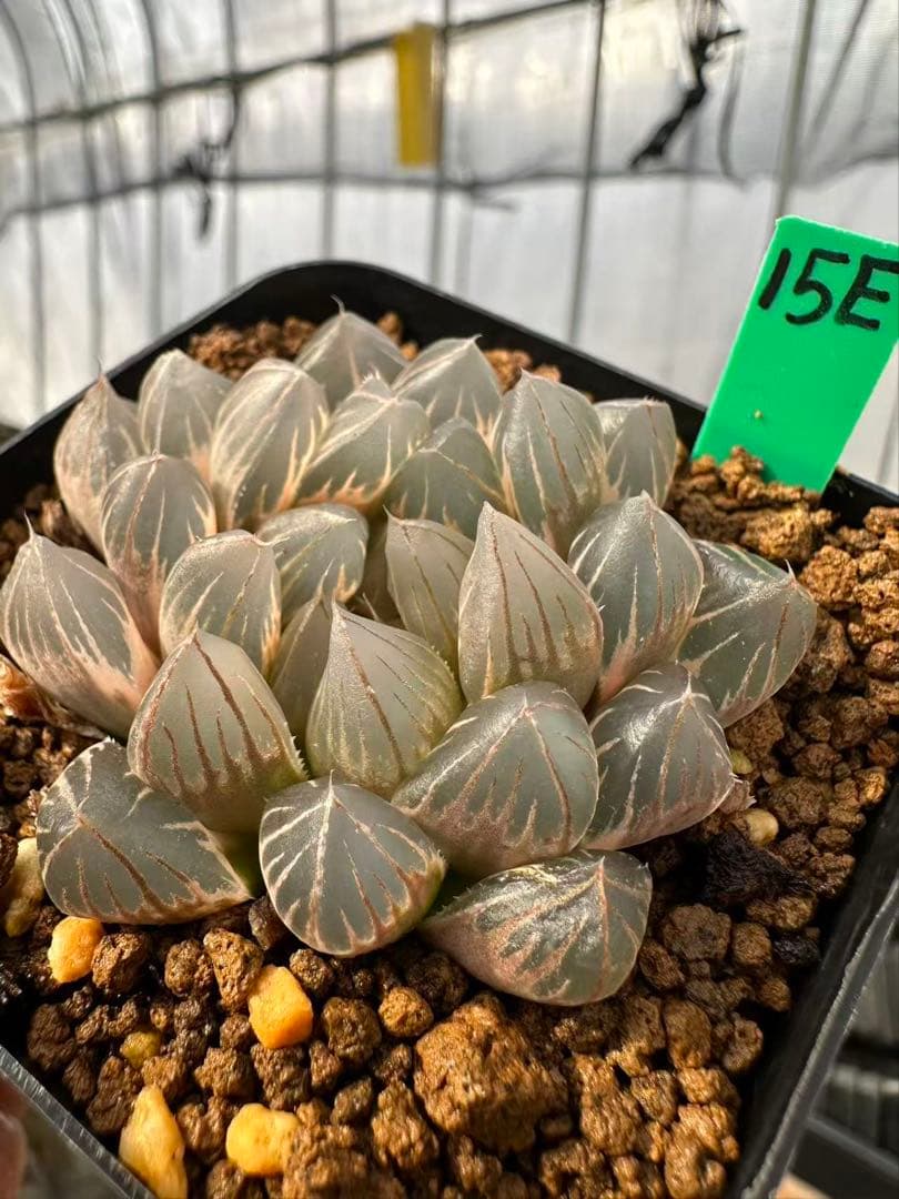 15E多肉植物 ハオルチア 龍爪オブツーサ錦糊斑