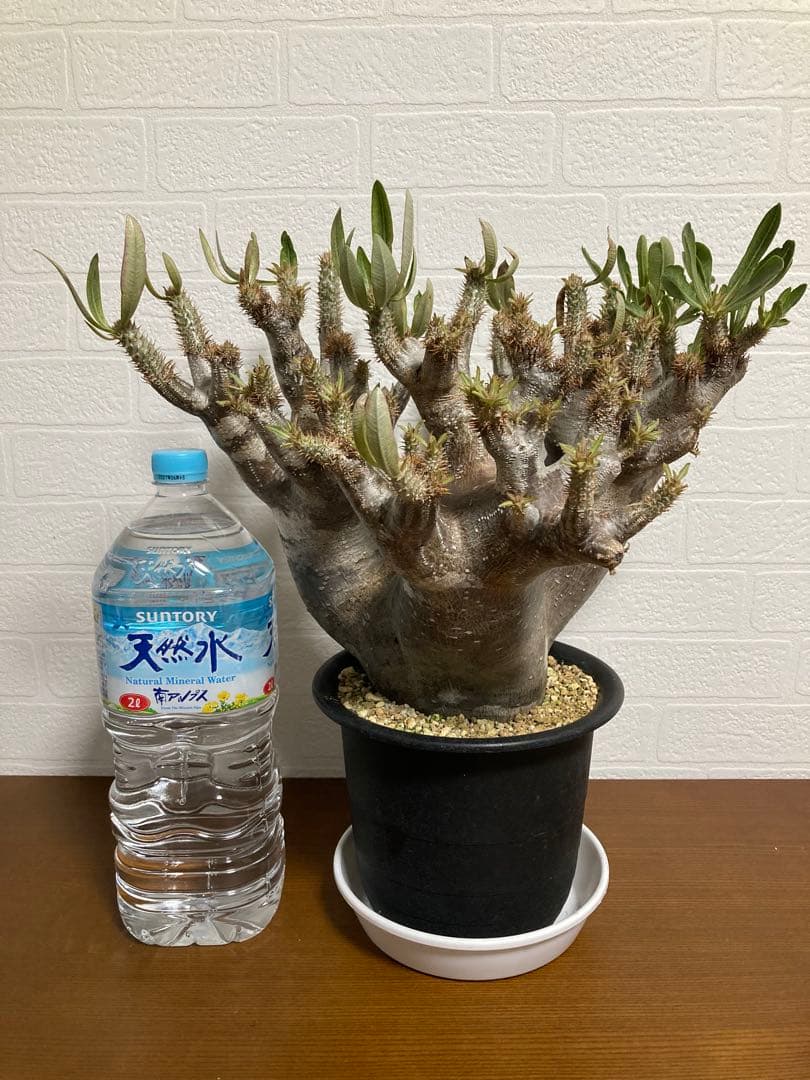 【植物引退】イノピナツム　現地球
