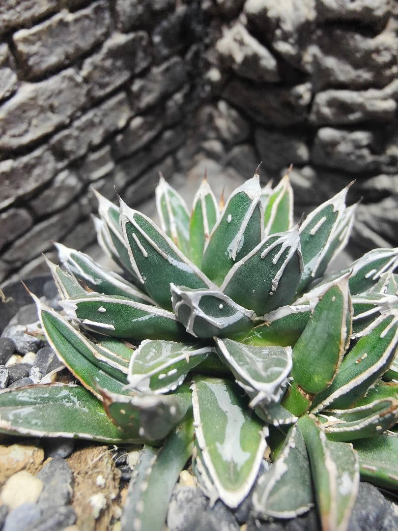 アガベ　名峰富士　ロウルサンコ