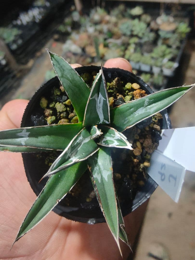 アガベ　名峰富士　ロウルサンコ