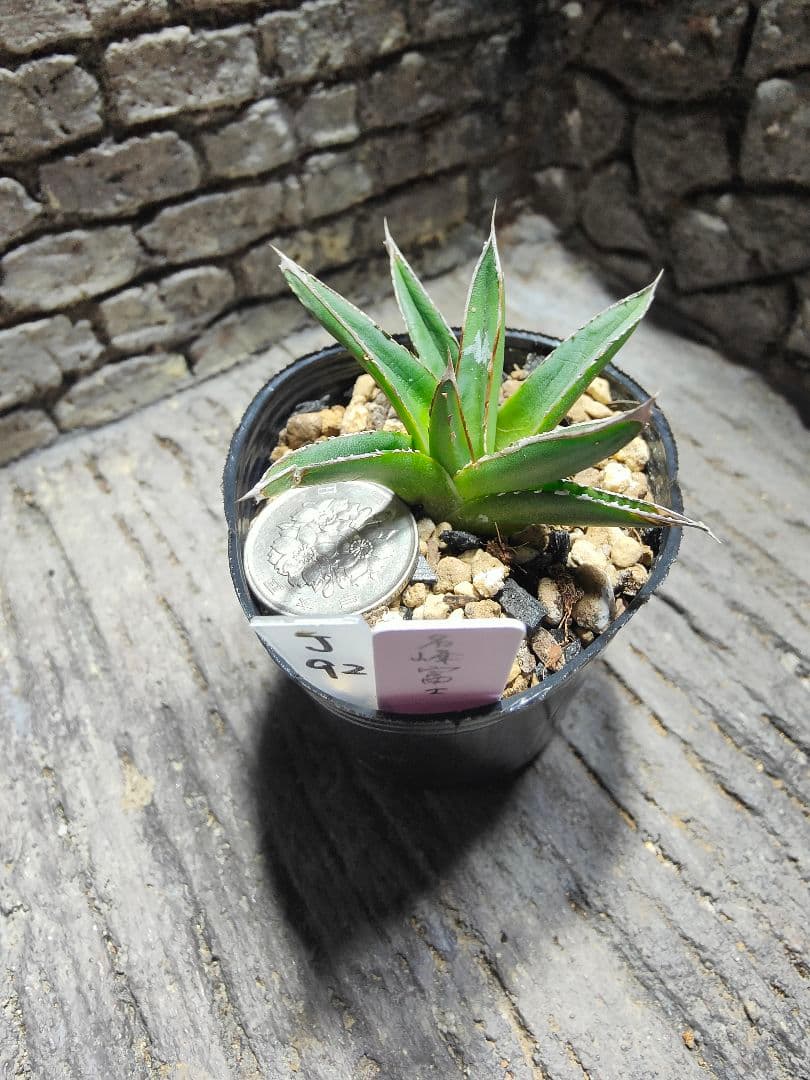 アガベ　名峰富士　ロウルサンコ