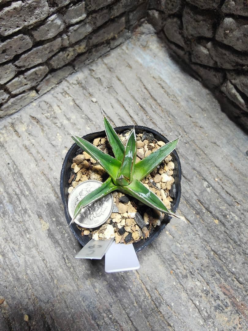 アガベ　名峰富士　ロウルサンコ