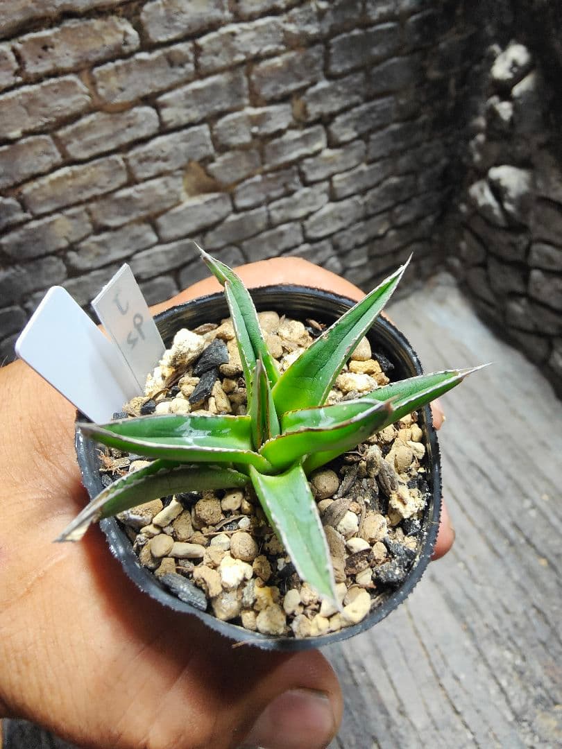 アガベ　名峰富士　ロウルサンコ