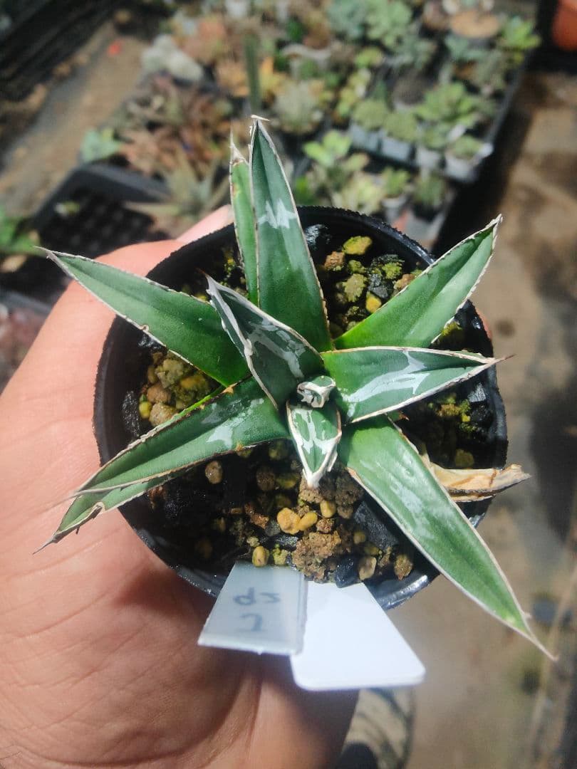 アガベ　名峰富士　ロウルサンコ