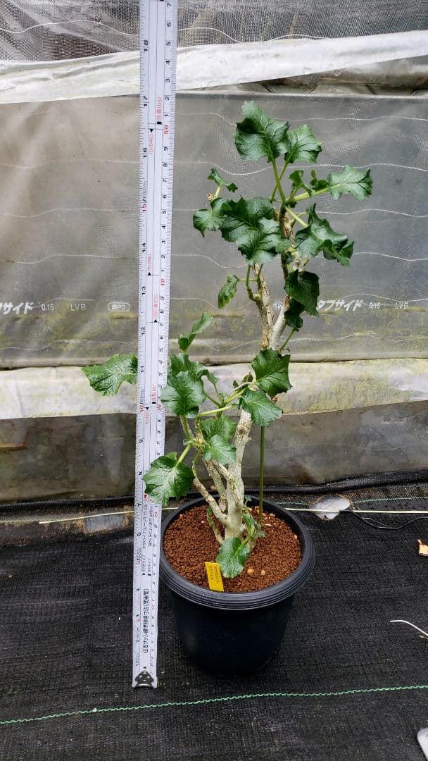 ドリステニア　ジプソフィラ