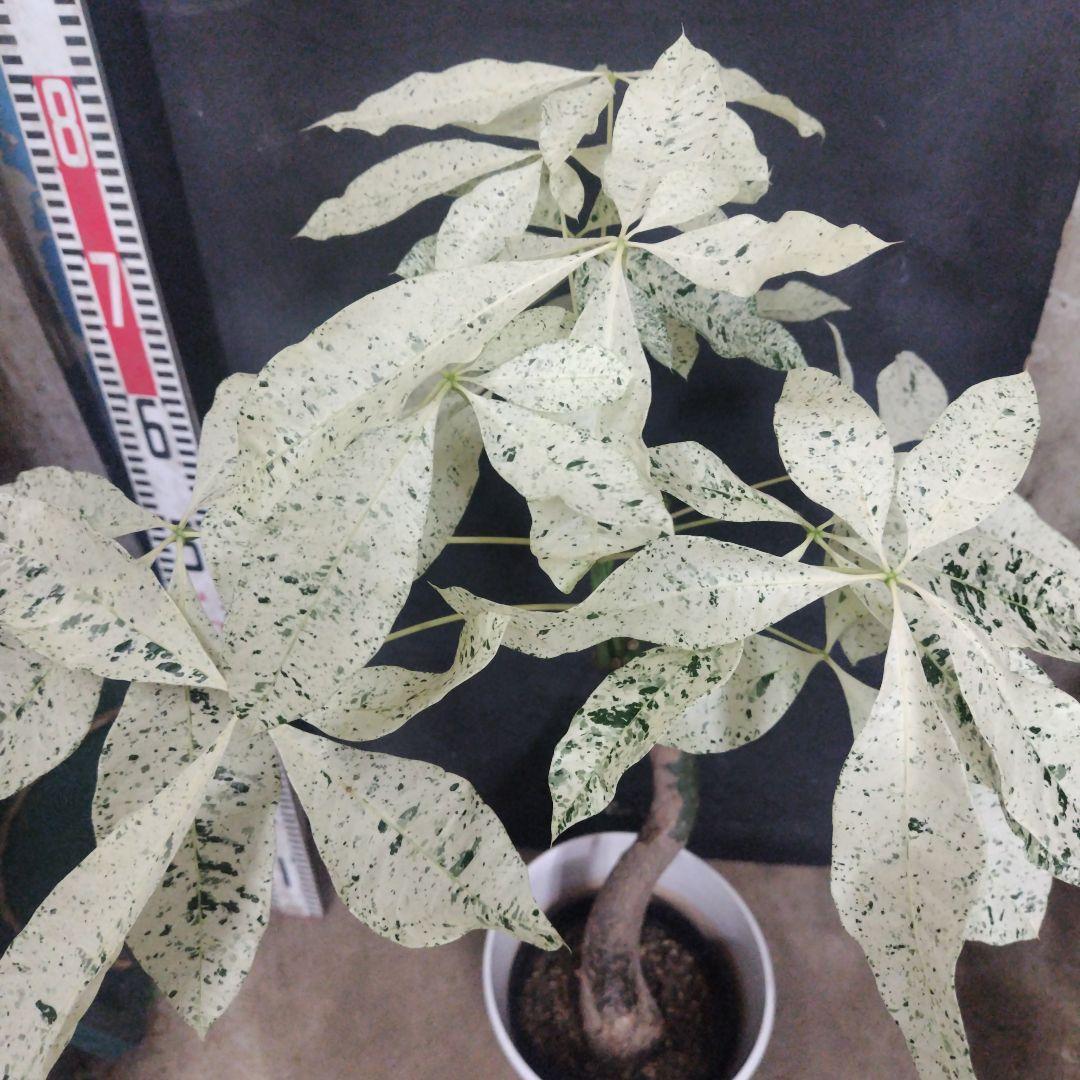 №５３５９ 宅配便パキラミルキーウェイ