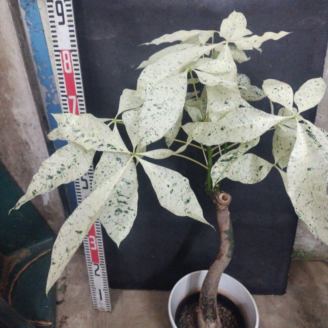 №５３５９ 宅配便パキラミルキーウェイ