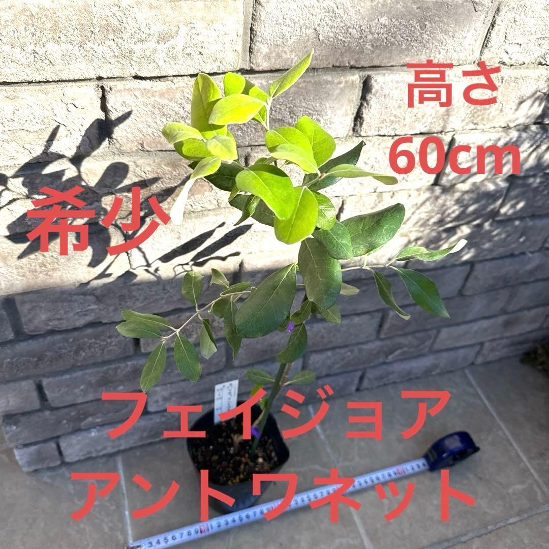 11 希少 レア フェイジョア アントワネット 挿し木苗 高さ60㌢程 証票付き
