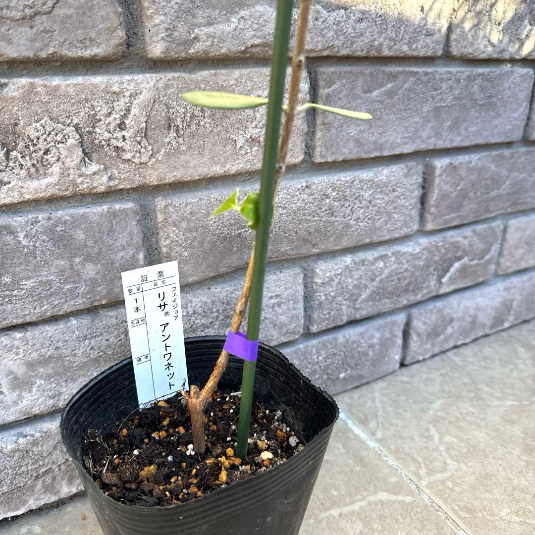 11 希少 レア フェイジョア アントワネット 挿し木苗 高さ60㌢程 証票付き